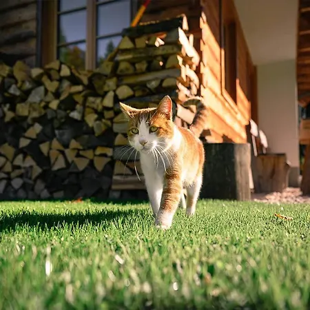 Alpine Homestead Goreljek